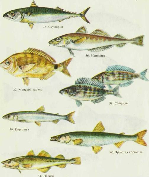 Основные промысловые рыбы. Промысловые рыбы России. Промысловые рыбы севера. Промысловая рыба северных широт. Промысловые виды рыб в России.
