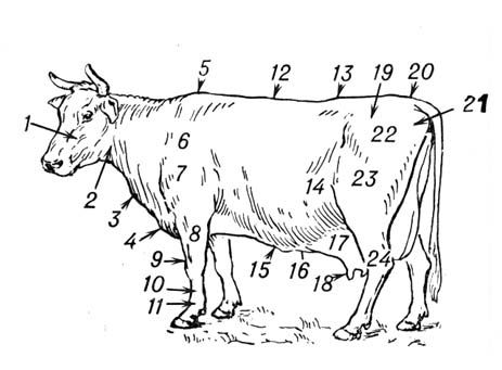 Стати. Основные статьи молочной коровы. Основные стати молочной коровы. Стати коровы с обозначениями. Области тела крупного рогатого скота.