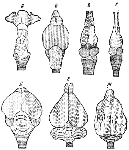 Мозг земноводных пресмыкающихся птиц млекопитающих