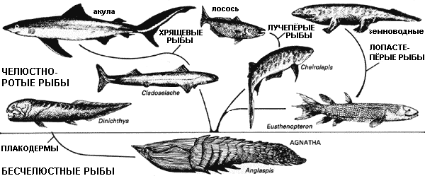 Тип развития щуки. Первые лучепёрые рыбы. Появление первых бесчелюстных рыб. Древние бесчелюстные рыбы. Лучеперые рыбы девона.