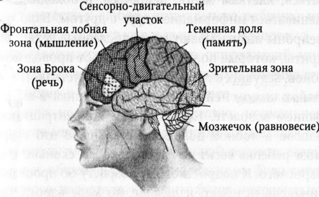 Память в каком отделе мозга. Отдел мозга отвечающий за память. Отделы головного мозга отвечающие за память. Зона мозга отвечающая за память. Участки памяти в мозгу.