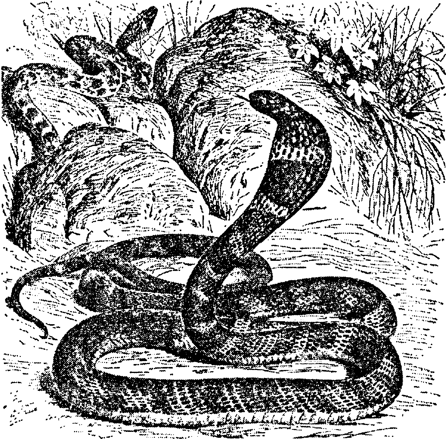 Заклинатель змей рассказ