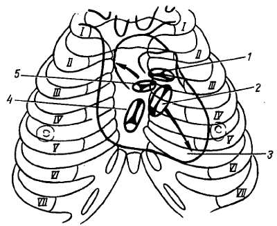 Проекция клапанов. Межреберье анатомия. Межреберье топографическая анатомия. Проекция границ сердца на переднюю грудную стенку. Проекция границ сердца на поверхность грудной клетки.
