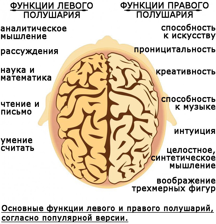 Функции левой. Функции левого полушария. Левое полушарие способности. Левое м правое полушарие. Доминирование полушарий.