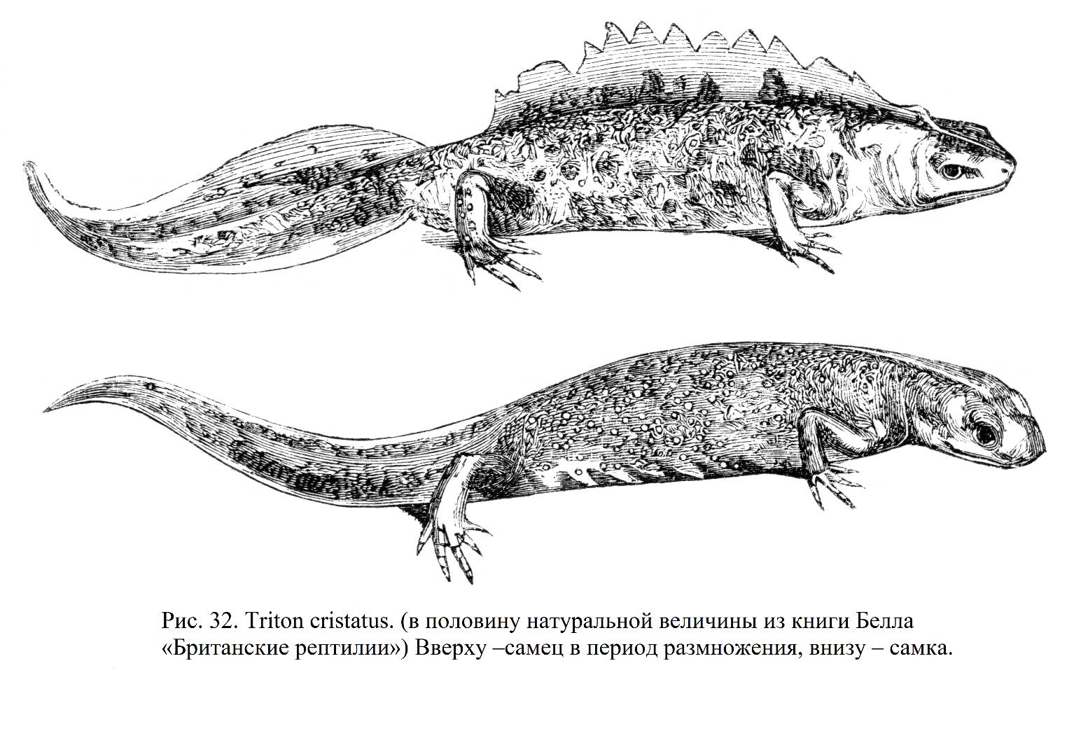 Происхождение человека и половой отбор. - читать бесплатно онлайн полную  версию книги автора Чарльз Дарвин (ЧАСТЬ II. ПОЛОВОЙ ОТБОР.) #5