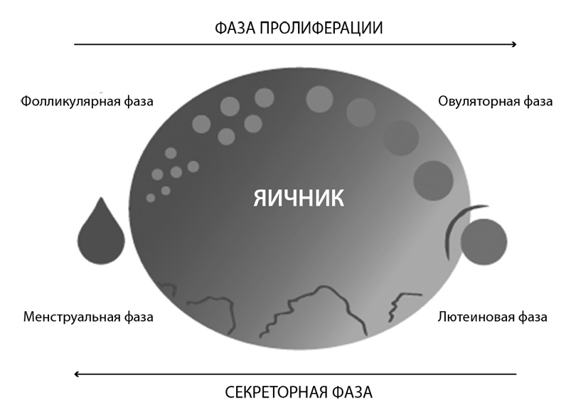 Уникальный метод. Фолликулярная фаза 2.