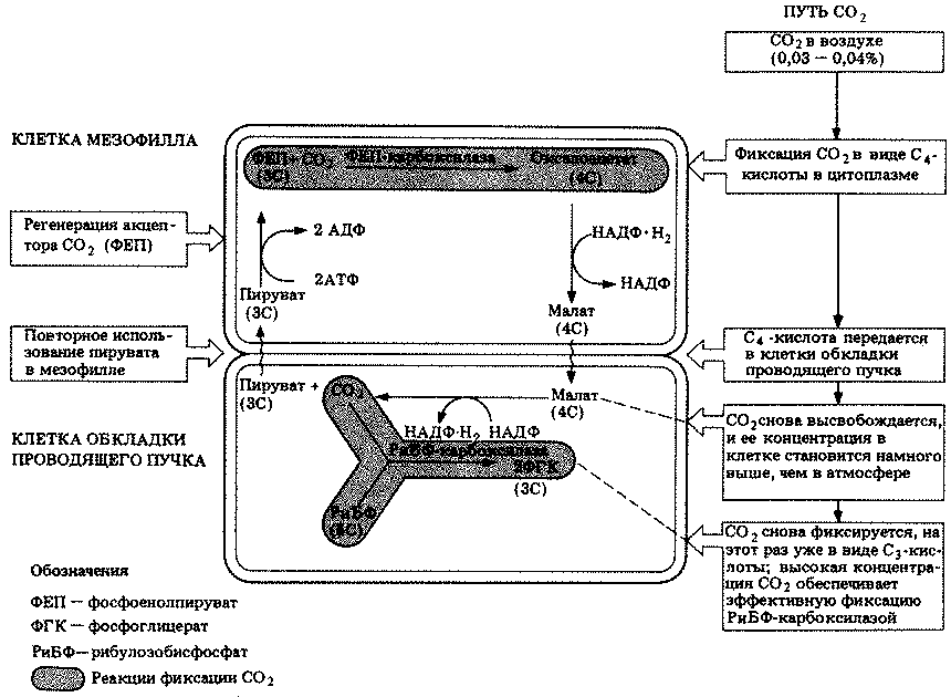 4 путь. С4 путь фотосинтеза схема. С4– путь фиксации со2. Схемы. Фиксация со2 фаза фотосинтеза. Схемы четырех механизмов фиксации со2.