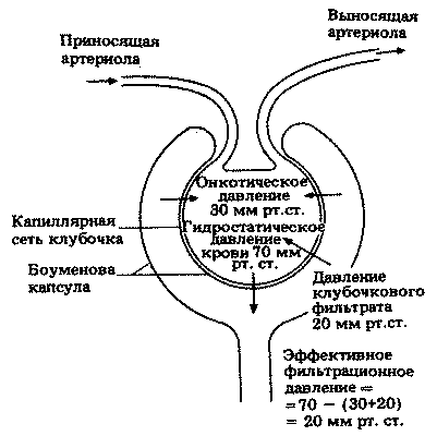 Почечное давление. Фильтрационное давление в нефроне. Фильтрационное давление схема. Эффективное фильтрационное давление схема. Фильтрация давление в нефроне.