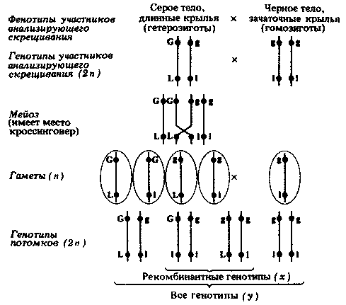 Частота кроссинговера