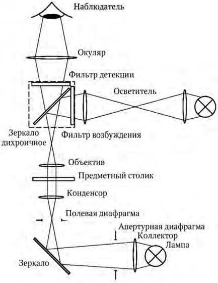 Схема простейшего оптического микроскопа