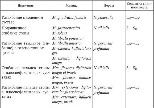 Иннервация мышц. Сегментарная иннервация мышц таблица. Таблица функция и иннервация мышц. Мышцы спины иннервация и кровоснабжение таблица. Мышцы и их иннервация таблица.