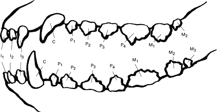 Зубная формула собаки схема