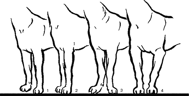 Постав передних конечностей собаки. Дисплазия скакательных суставов у собак. Размет передних лап у Джек Рассела.