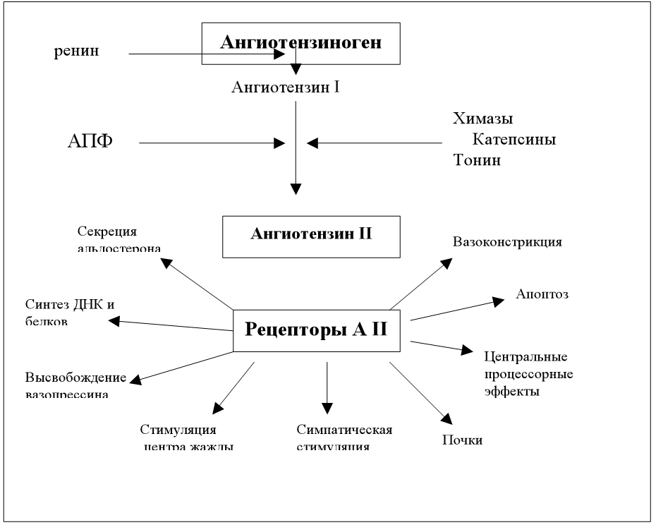 Ангиотензина ii