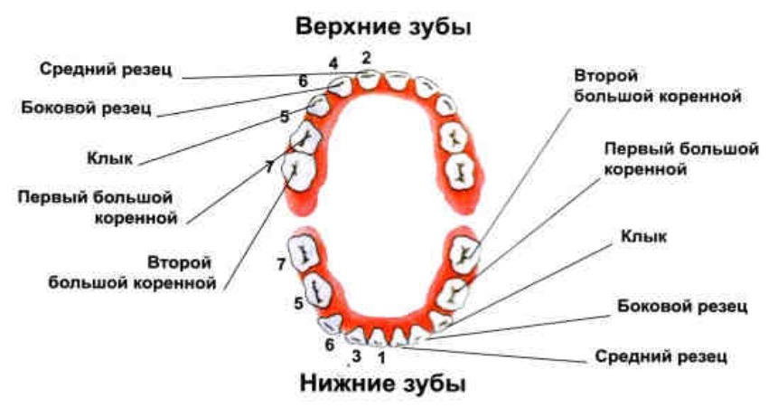 Какой клык. Молочные зубы коренные резцы. Резцы клыки и коренные зубы. Нижние резцы зубы это какие.