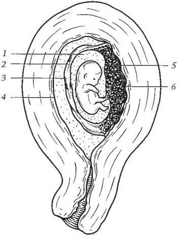 Рисунок матки и зародыша