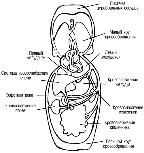 Рисунок малого кровообращения. Строение кругов кровообращения. Схема большого и малого круга кровообращения человека. Большой и малый круг кровообращения схема анатомия. Малый и большой круг кровообращения человека схема черно белая.