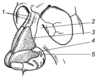 Малые крыльные хрящи латынь. Грушевидное отверстие носа анатомия. Анатомия наружного носа ЛОР. Строение носа раскраска. Хрящи в носу схема.