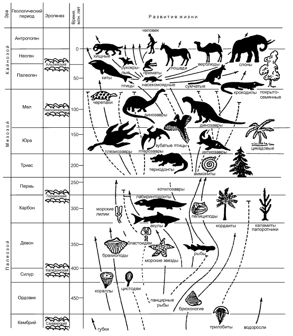 Этапы эволюции жизни на земле схема
