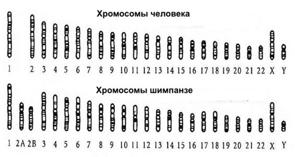 Хромосома шимпанзе. Хромосомы человека и шимпанзе. Хромосомы человека и шимпанзе сравнение. Кариотип обезьяны и человека. Кариотип человека и шимпанзе.