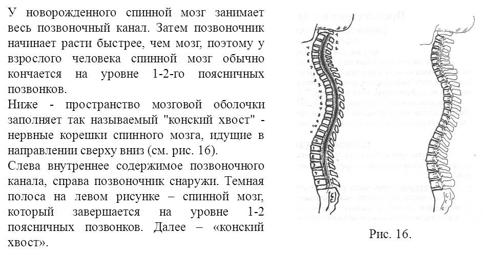 Нижняя граница спинного мозга соответствует позвонку. Формирование спинного мозга. Спинной мозг новорожденного. Спинной мозг заканчивается на уровне поясничных позвонков. Диаметр спинного мозга взрослого человека.