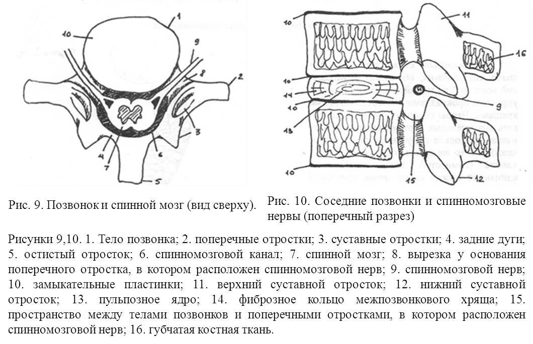 Пластинка позвонка