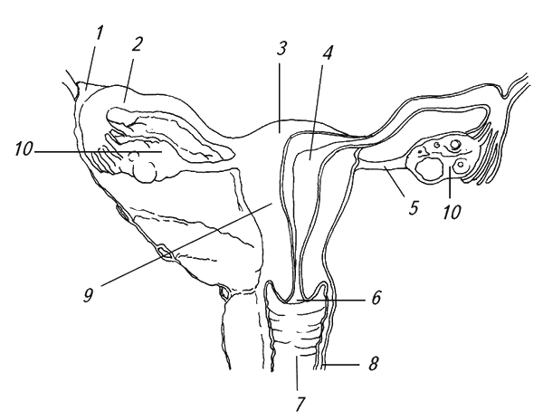Женские органы строение в картинках