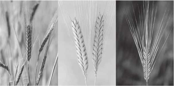 Triticum west coast. Пшеница однозернянка и двузернянка разница. Triticum - when you go away.