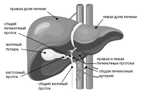 Строение печени схема