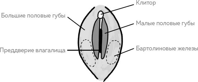 Строение наружных женских половых органов рисунок