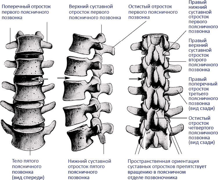 Отростки позвонков