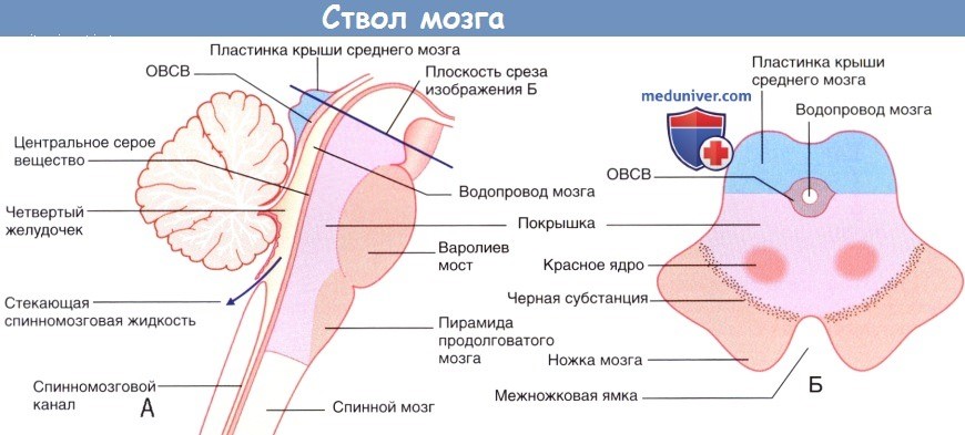 Мост схема анатомия