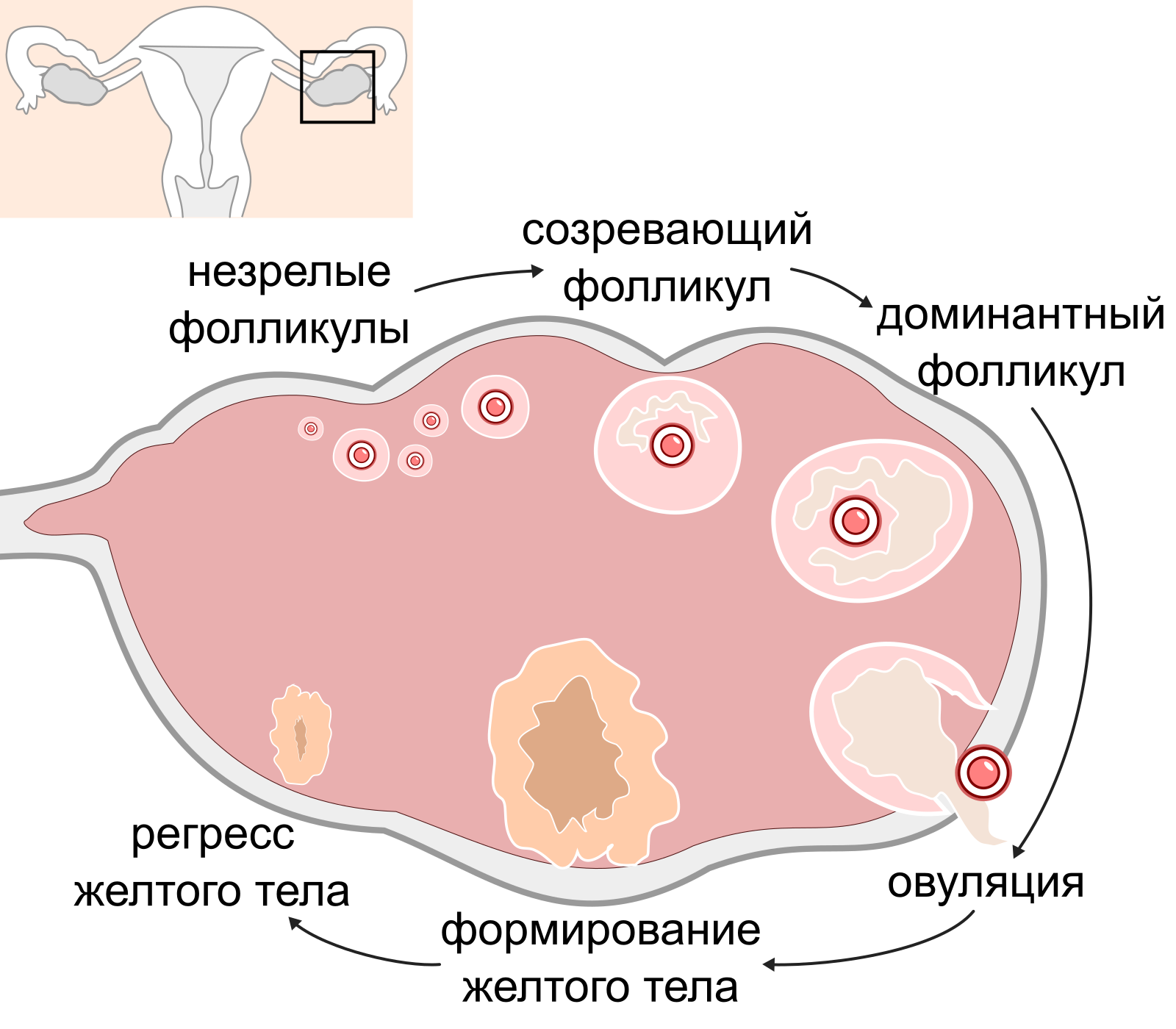 Цикл яичников. Желтое тело прогестерон. Фаза желтого тела. Стадии развития желтого тела.