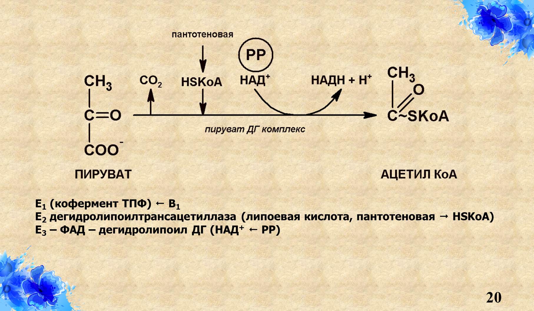 Обмен читать. Карнитинацилтрансфераза 1 регуляция. Регуляция ПДГ комплекса. ПДГ комплекс биохимия регуляция. Особенности строения ПДГ-комплекса, его регуляция.