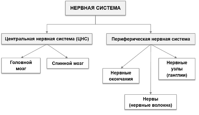 Схема подразделения нервной системы на центральную и периферическую