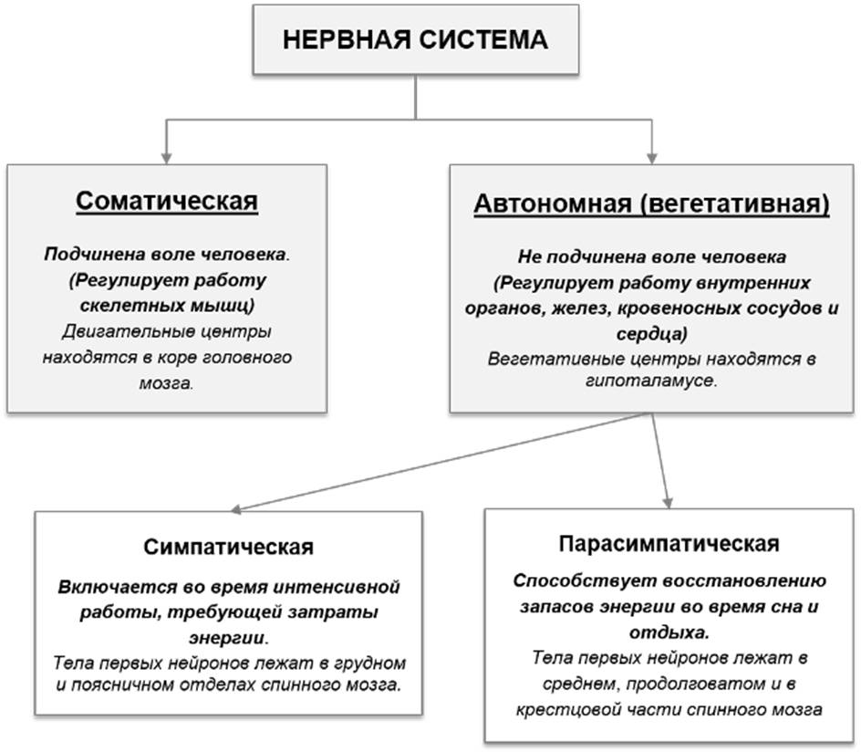 Нервная система по схема функциям