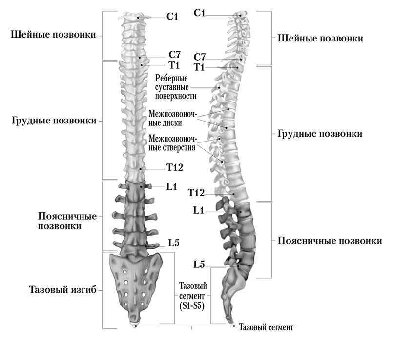 Каждый позвонок состоит из