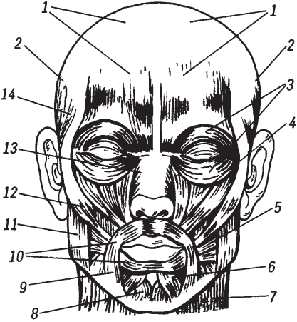 Схема лицевых мышц