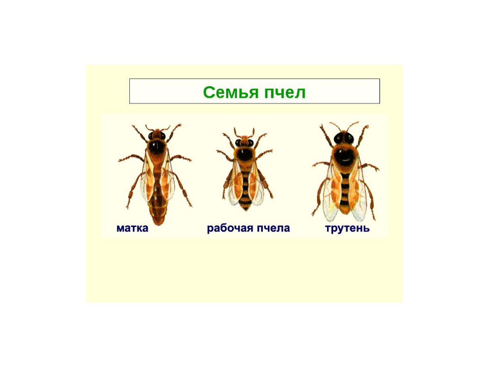 Проект жизнь пчелиной семьи