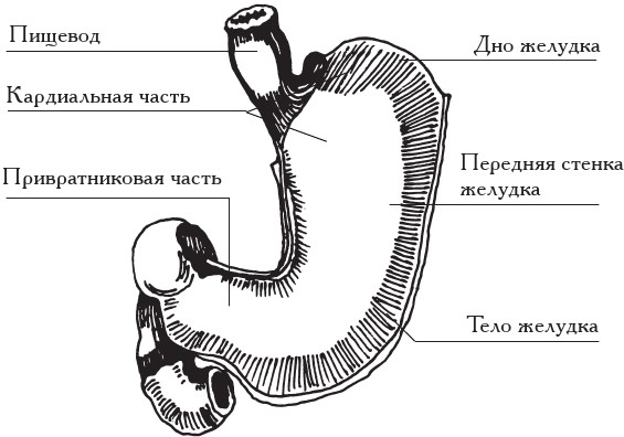 Желудок человека строение рисунок. Кардиальное отверстие желудка. Желудок курицы строение. Желудок козы строение.