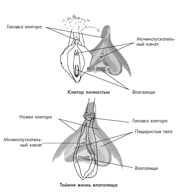 Строение клитора картинка