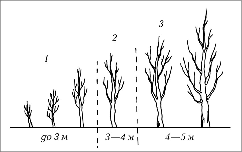Расстояние между плодовыми деревьями в саду схема