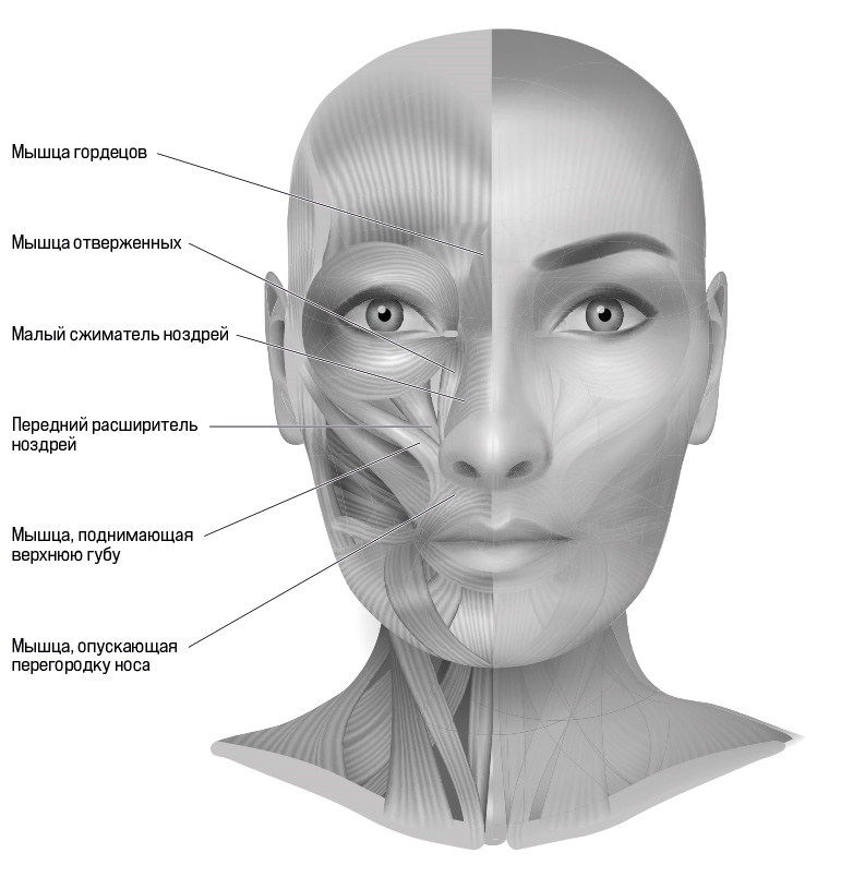 Мышцы носа
