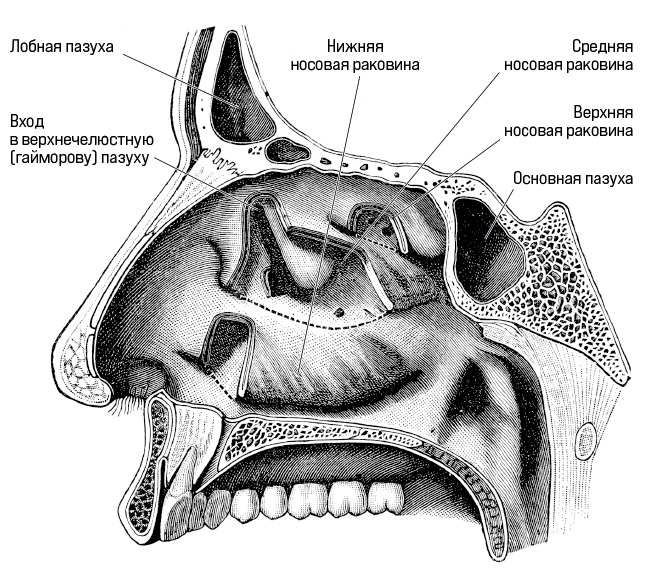 Носовая полость рисунок