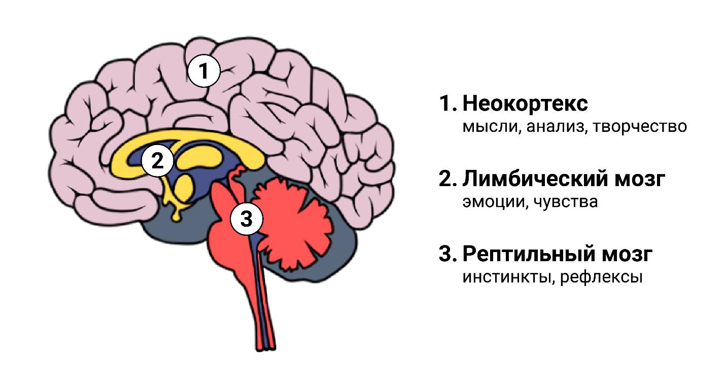 Тревога и стресс. Как заставить их играть в твоей команде (Дарья Рачкова) -  читать бесплатно онлайн полную версию книги (Глава 3. Теория о трёх  составляющих мозга и три реакции стресса) #7