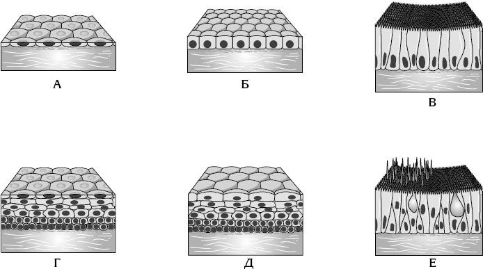 Строение 19. Псевдомногослойный цилиндрический эпителий. Покровный многослойный эпителий рисунок. Многослойный цилиндрический эпителий рисунок. Однослойный плоский эпителий рисунок.