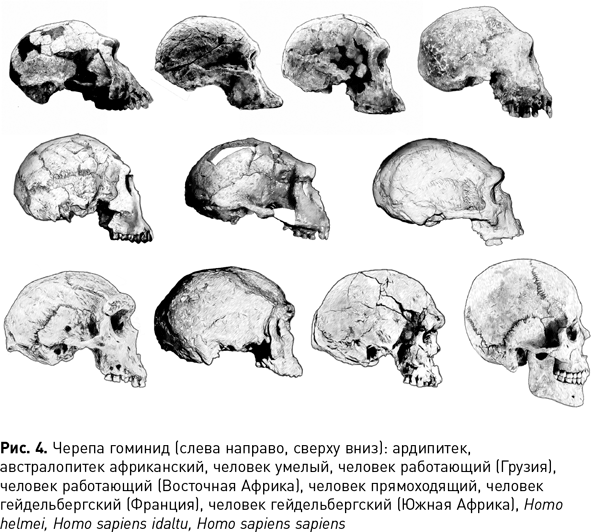 Эволюция черепа человека картинки